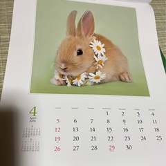 🐶  2026 アニマルカレンダー  🐶の画像