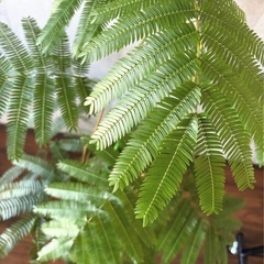 観葉植物　エバーフレッシュ　120センチの画像