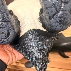 ソフビ　水族館　お土産の画像