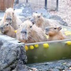 １２月２１日（日）カピバラ温泉で有名な埼玉県こども動物自然…