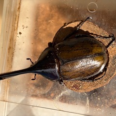 ヘラクレスオキシデンタリス　オス単
の画像