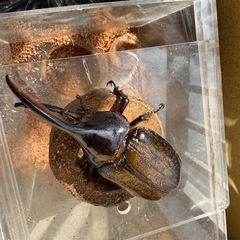 ヘラクレスオキシデンタリス　オス単
の画像