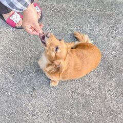 🦌鹿肉🦌　犬用ジャーキー　10円/1gの画像