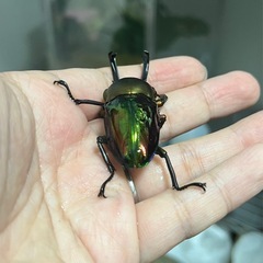 ニジイロクワガタ（青紋血統）ペア①の画像