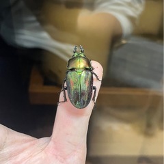 ニジイロクワガタ（青紋血統）ペア①の画像