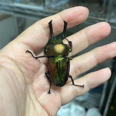 ニジイロクワガタ（青紋血統）ペア①の画像