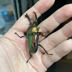 ニジイロクワガタ（青紋血統）ペア①の画像