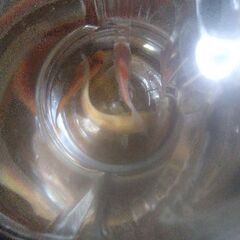 ボトル入りニシキゴイ(3匹)2ボトル追加品出ししました。の画像