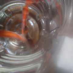 ボトル入りニシキゴイ(3匹)2ボトル追加品出ししました。の画像