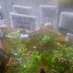 ボトル入り水草色々追加品出ししました。の画像