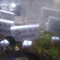 ボトル入り水草色々追加品出ししました。の画像