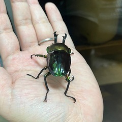 ニジイロクワガタ（青紋血統）ペア③の画像