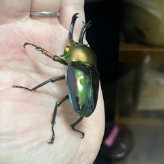 ニジイロクワガタ（青紋血統）ペア③の画像