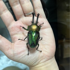 ニジイロクワガタ（青紋血統）ペア③の画像