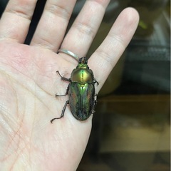 ニジイロクワガタ（青紋血統）ペア③の画像