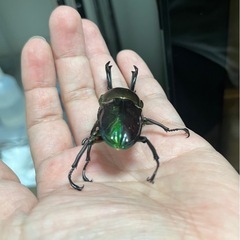 ニジイロクワガタ（青紋血統）ペア④の画像