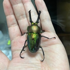 ニジイロクワガタ（青紋血統）ペア④の画像