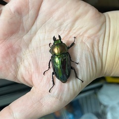 ニジイロクワガタ（青紋血統）ペア④の画像