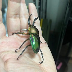 ニジイロクワガタ（青紋血統）ペア④の画像