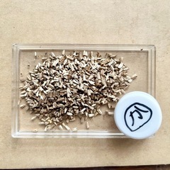 エキナセアの種子 たくさん　花の種　種 の画像