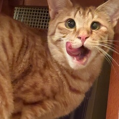 ボブテイルの男の子ロバート - 猫