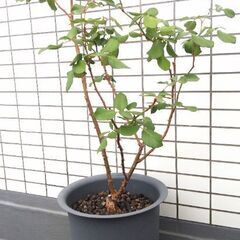 🌹ERジュード・ジ・オブスキュア(大苗)🌹イングリッシュ・ローズ クリーム色の良い香り(強香)のバラ🌹ガーデニング・園芸・バラ・ばら・薔薇・苗・花の苗・植物・バラ苗・ばら苗の画像