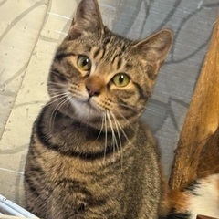 まあるい顔の男の子ガブリエル