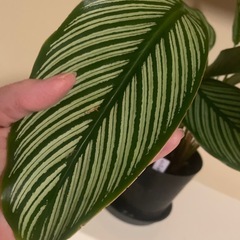 鉢ごとお渡し　観葉植物　希少　カラテア　エリプティカビッタタの画像