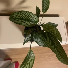 鉢ごとお渡し　観葉植物　希少　カラテア　エリプティカビッタタの画像