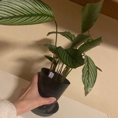 鉢ごとお渡し　観葉植物　希少　カラテア　エリプティカビッタタの画像