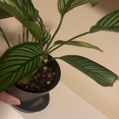 鉢ごとお渡し　観葉植物　希少　カラテア　エリプティカビッタタの画像