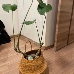 モンステラセットの画像