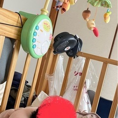 プーメリーの画像