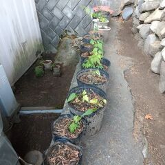 ★★八重咲き山吹の株苗（プラ鉢／ポリポット植え）宿根花草　耐寒性花草　生育旺盛です★★の画像