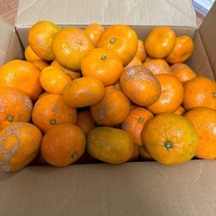 無農薬 カサカサみかん 5～6キロの画像