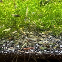 【決定済】🐠ミナミヌマエビ 成体 全長±2〜3.5㎝ 1匹15円 ウィローモス付き&匹数オマケあり【在庫100匹以上】No.21の画像