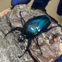 シロヘリミドリツノカナブン幼虫 10匹の画像