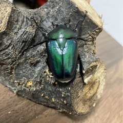 シロヘリミドリツノカナブン幼虫 10匹の画像