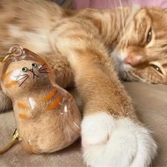 【輸入品】猫の毛思い出カプセル7個の画像
