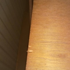 無料　洋服箪笥　開戸　12月末処分予定
の画像