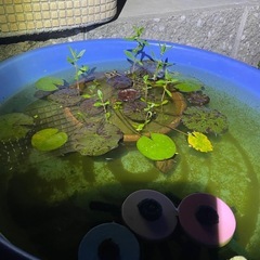 ミックスメダカ　No. 43の画像