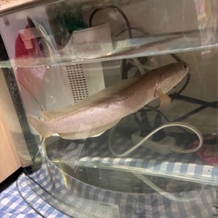 プラチナカムルチー　カムルチーの画像