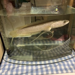 プラチナカムルチー　カムルチーの画像