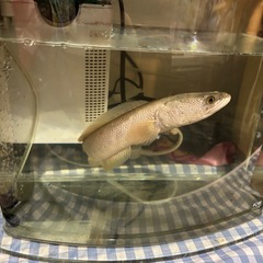 プラチナカムルチー　カムルチーの画像