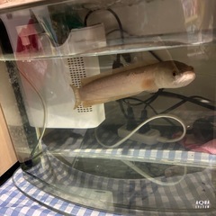 プラチナカムルチー　カムルチーの画像