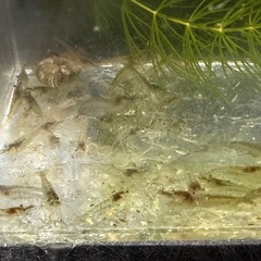 【自家繁殖】 『ミナミヌマエビ 』  30匹　の画像
