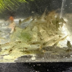 【自家繁殖】 『ミナミヌマエビ 』  30匹　の画像