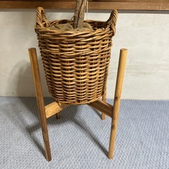 観葉植物　フィカスの画像