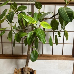 観葉植物　フィカスの画像