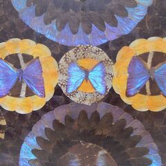 モルフォ蝶 羽細工 羽根細工 アート 額装 翅 インテリア 約50×40ｃｍの画像